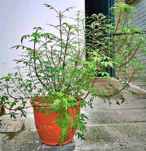 芳香萬壽菊禁忌|CP值超高的芳香萬壽菊妙用多｜生活上的應用，如何使用？可以 